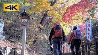 錦秋の唐沢山城跡・唐澤山神社を歩く、神社猫もお目見え : 唐沢山県立自然公園 (栃木県佐野市) : 4K