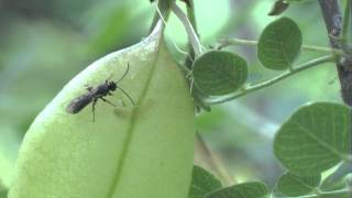 Ichneumonidae : Exochus sp. attacks a caterpillar of Etiella zinckenella.