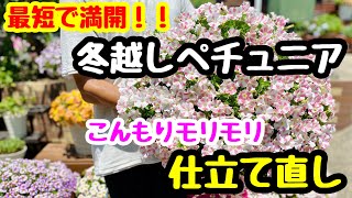 ◆最短で満開❗️【冬越しペチュニア】仕立て直し大作戦🌱