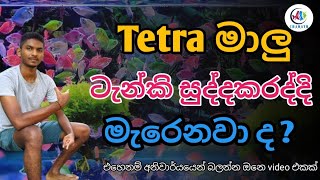 Tetra මාලු එක පාරම මැරෙනවා ද ..//Chamath Aquarium .