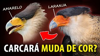 CARCARÁ MUDA DE COR conforme HUMOR? Por que SEGUE TRATORES?