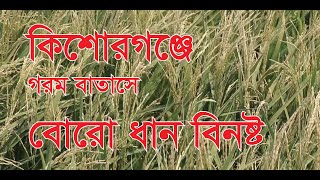 কিশোরগঞ্জে গরম বাতাসে কেড়ে নিল কৃষকের সোনালী ফসল বোরো ধান।