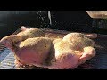 Spatchcock Turkey | Pellet Grill | Traeger Grills