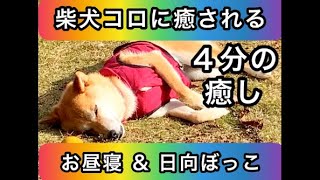 【柴犬コロに癒される】 お昼寝と日向ぼっこ✨ ひたすらまったり長閑で平和な一コマをどうぞ☺️ #柴犬 #癒し #shibainu #dog #かわいい #動物 #日常 #リラックス #お昼寝 #コロ