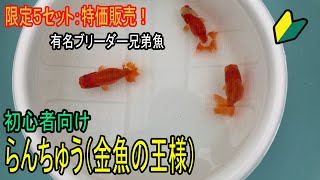 ネイチャー北杜　らんちゅう明二歳魚：３匹、善玉君１カ月用付きセット　①