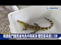 鱷魚趁大雨出逃？ 飼主初犯 動保處開罰3千－民視新聞