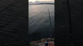 افضل واسرع طريقة لصيد الوحوش بالطعم الحى!!😱🔥 #all_day_fishing