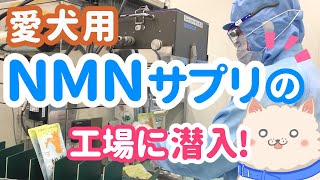 犬用NMNサプリはどんな風に作られてる？工場に潜入した様子をご紹介！