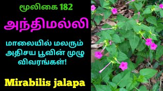 அந்தி மல்லி|அந்தி மந்தாரை|Anthi manthaarai|Mirabilis jalapa|அந்திமல்லி|அலசல்|Alasal