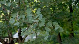 Populus tremuloides -  Quaking Aspen