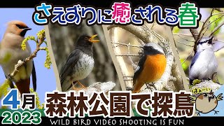 森林公園で探鳥 2023年4月【さえずりに癒される春】