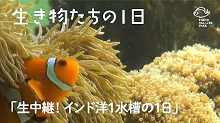 生中継！「インド洋1」水槽の1日