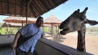 [安迪連碎碎念] 曼谷野生動物園 長頸鹿亭餵食體驗 Safari World Bangkok（需加價200泰銖）