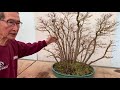 Bonsai Forests and Groups