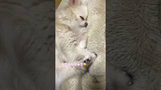 ティアレ お昼寝中😴寝顔を見て飼い主癒され中☺️