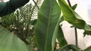 Japanese Banana – A Magnificent Tropical Plant