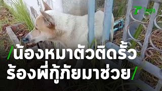 กู้ภัยเร่งช่วยชีวิตน้องหมาติดกรงเหล็ก | 11-02-64 | ตะลอนข่าว