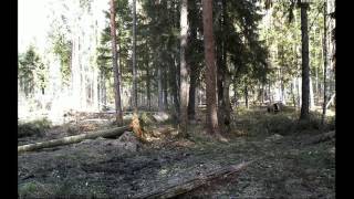 Alutaguse, Estonia. My first brown bear of 2014!