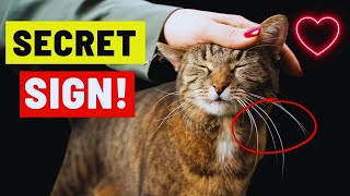 10 Hidden Things Cats Do When They Love You |Cat Behavior