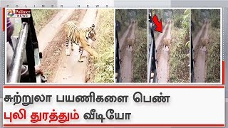 சுற்றுலா பயணிகளை பெண் புலி துரத்தும் வீடியோ