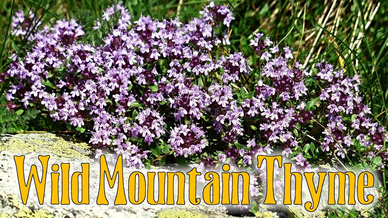 Wild Mountain Thyme Youtube