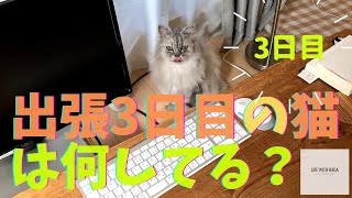 【猫品種ラガマフィン】出張3日目の猫は何してる？