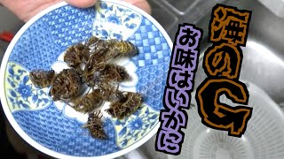 【昆虫食】海に行くとたくさんいるあれって美味いんか？？【海のG】