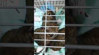 【degu】仲良くくっついて眠るかわいいデグー(Three degus are sleeping together happily.)＃degu #cutedegu #sleepdegus