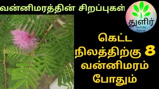 கெட்ட நிலத்துக்கு எட்டு வன்னி || வன்னி மரம் || வன்னி மரத்தின் சிறப்புகள் || Jand tree || துளிர்