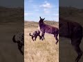 Wonderful Animal  interesting and funny video Animal Fighting Competition  Animal’s confusing beha