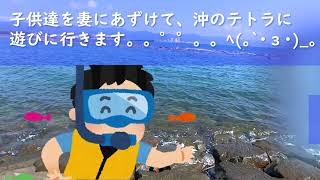 【天草】富岡海水浴場 沖のテトラで魚と一緒に泳いだよ🐟🐡