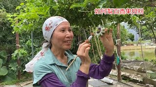 如何幫百香果人工授粉