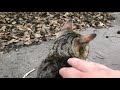 モフられに来る可愛いトラ猫ちゃん。公園野良猫 japanese straycat videos