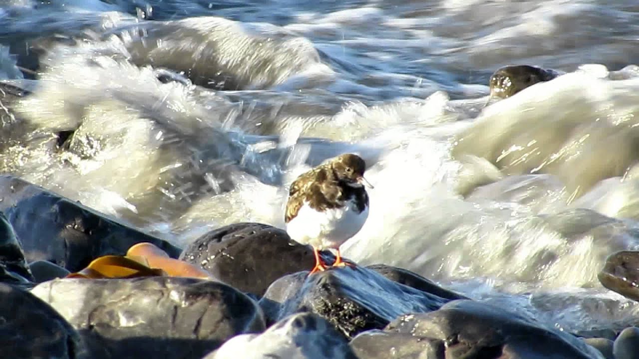 Turnstone Youtube
