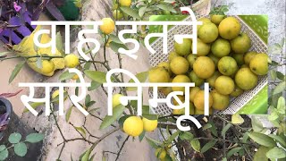 1000 lemons In 1 pot. lemon 🍋  harvesting /बारहमासी कागजी नींबू की खेती