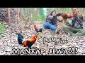 Datangnya bikin penasaran MIKAT AYAM HUTAN lokasi Akasia bersama istri Tercinta