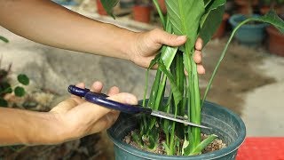 白掌花瓣变绿后，你不这样修剪，下次一朵花都不开