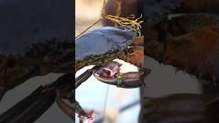 കെട്ടിയിട്ട് ഞണ്ട് വളർത്താം #crab #fish#youtubeshorts #shorts #viral