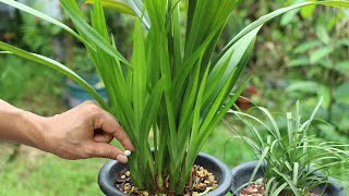 谨记这粒“小Y片”，兰花更快速长新根-新芽