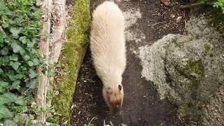 橋の下を通るカピバラ、バク、クジャク Capybara, tapir,Peacock 2019 0430 00609