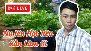 trồng vạn thọ tết 2025 - vạn thọ lên nụ cần làm gì để nụ mập