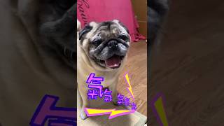 【パグ】お父さんの健康を考えて必死に止めるぶんちゃん＃shorts＃パグ ＃Pug＃犬のいる暮らし＃シニアパグ