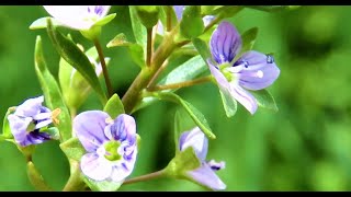 Water Speedwell Veronica anagallis aquatica  Greece  by Theo Fotiadis