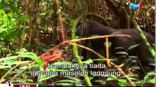 National Geographic Mystery Gorilla Part 1