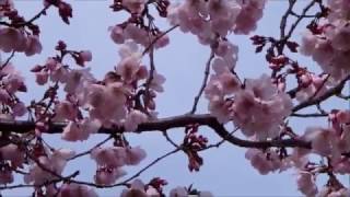 新宿御苑の桜　2017