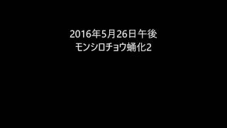 モンシロチョウ蛹化