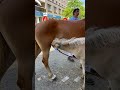 🐴Какие красавцы