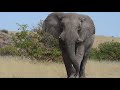 elephant face off close encounter with huge desert dwelling elephant bull