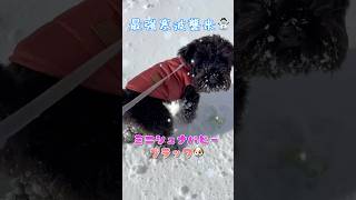 【ミニシュナパピー】足の雪玉が気になってガニ股なってるの草#shorts#犬#ミニチュアシュナウザー#ミニチュアシュナウザー子犬#ミニチュアシュナウザーブラック#黒#子犬#散歩#雪#粉雪#レミオロメン