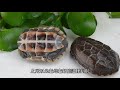 中華草龜台灣不能飼養🐢好可愛啊！🥺 【雙q烏龜成長日記】